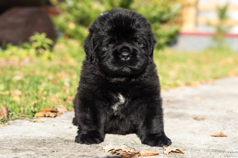 Фото: ньюфаундленд Смигар Глейд Спринг (Smigar Glade Spring)