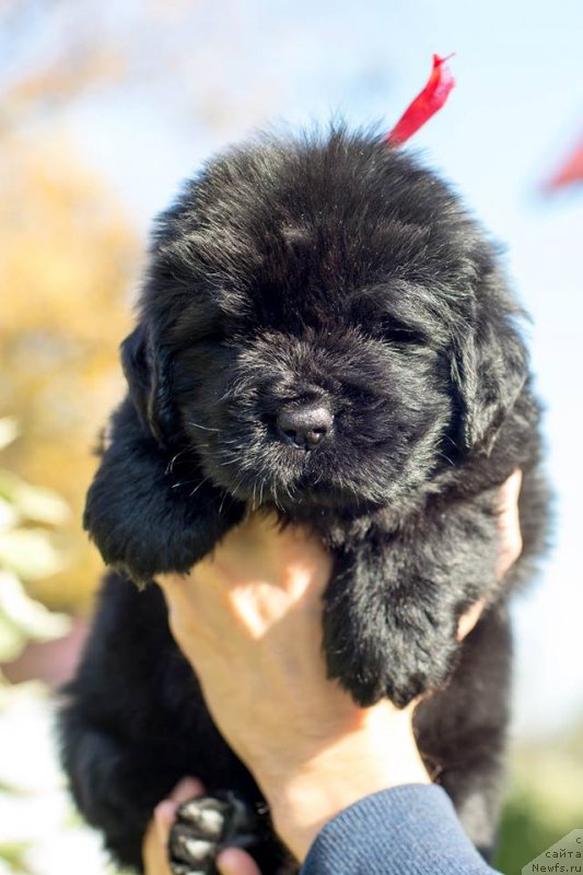 Фото: ньюфаундленд Смигар Голден Рул