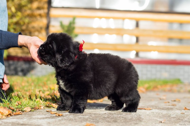 Фото: ньюфаундленд Смигар Голден Рул