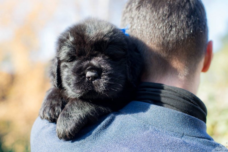 Фото: ньюфаундленд Смигар Глен Эллен (Smigar Glen Ellen)