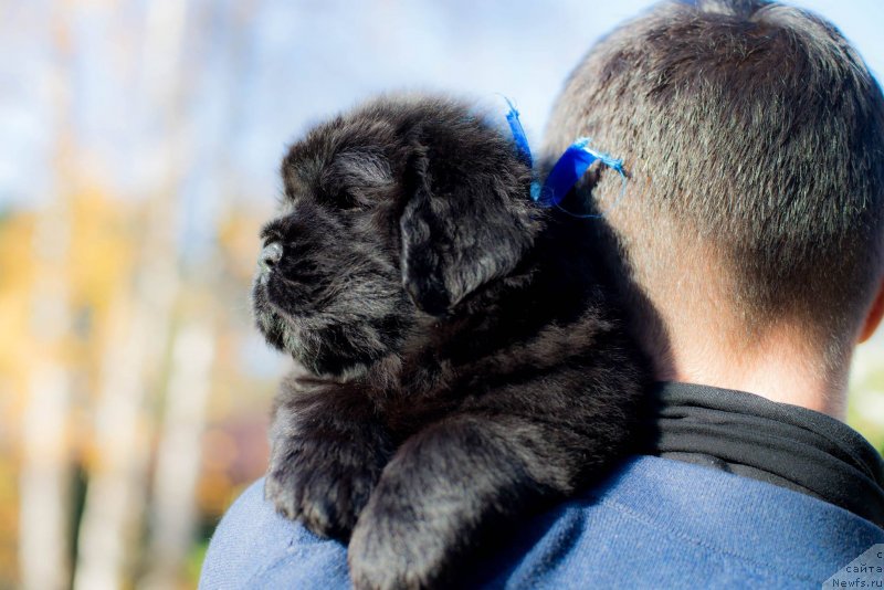 Фото: ньюфаундленд Смигар Глен Эллен (Smigar Glen Ellen)