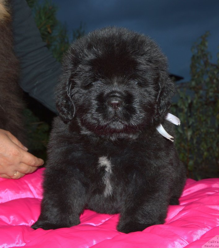 Фото: ньюфаундленд Смигар Глейд Спринг (Smigar Glade Spring)