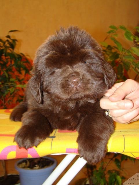 Фото: ньюфаундленд Каравэлла из Медвежьего Яра (Karavella iz Medvejyego Yara)