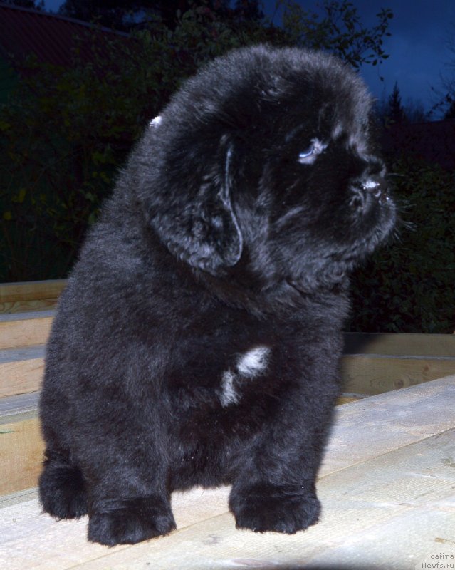 Фото: ньюфаундленд Смигар Глейд Спринг (Smigar Glade Spring)