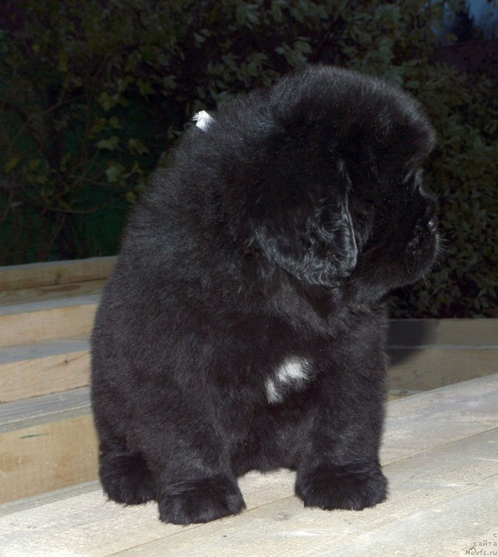 Фото: ньюфаундленд Смигар Глейд Спринг (Smigar Glade Spring)