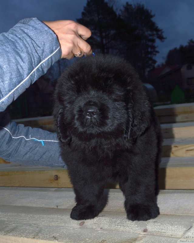 Фото: ньюфаундленд Смигар Глен Эллен (Smigar Glen Ellen)