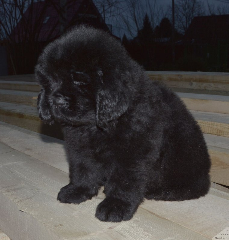 Фото: ньюфаундленд Смигар Глен Эллен (Smigar Glen Ellen)