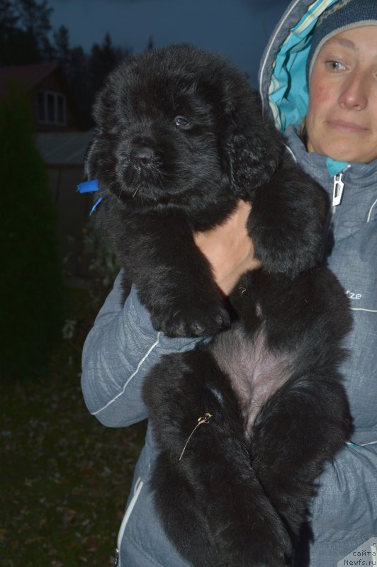 Фото: ньюфаундленд Смигар Глен Эллен (Smigar Glen Ellen)