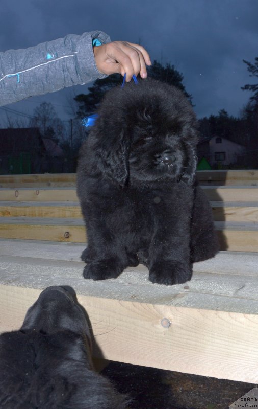 Фото: ньюфаундленд Смигар Глен Эллен (Smigar Glen Ellen)