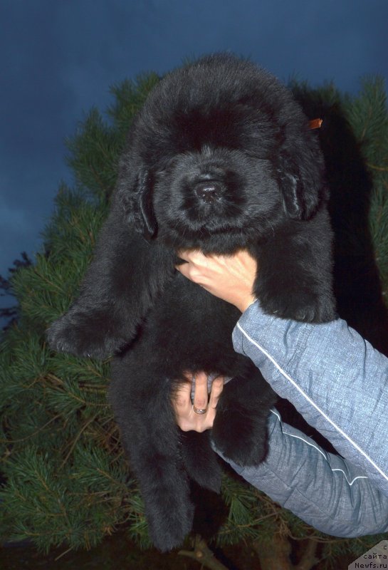 Фото: ньюфаундленд Смигар Грейслейк (Smigar Greysleyk)