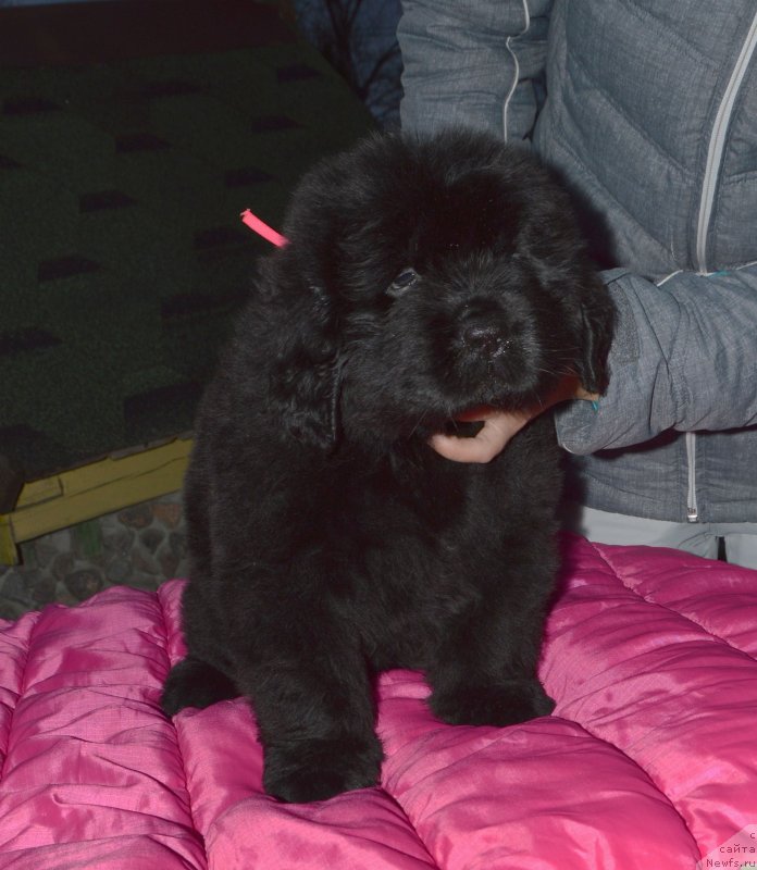 Фото: ньюфаундленд Смигар Голливуд Смайл