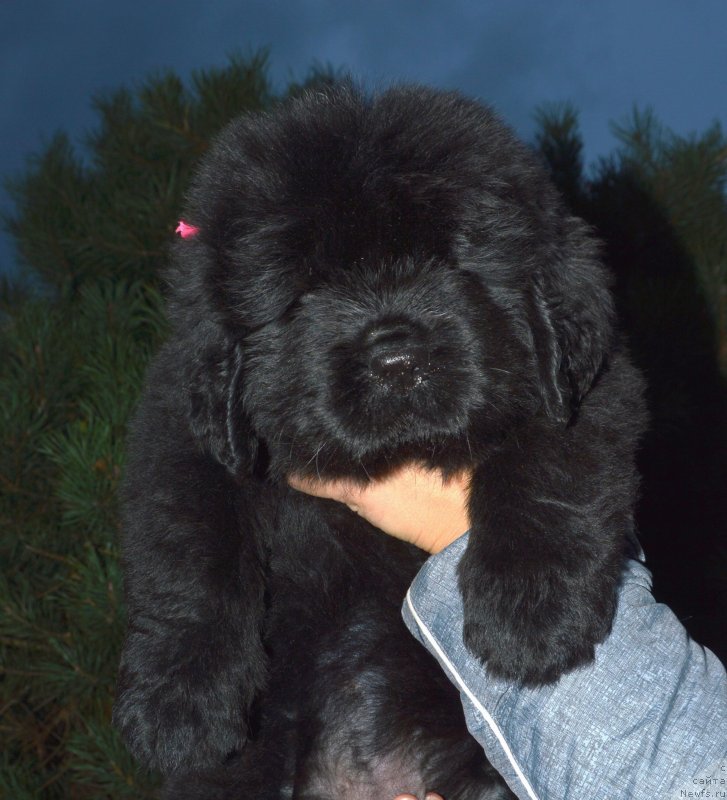 Фотография № 240309