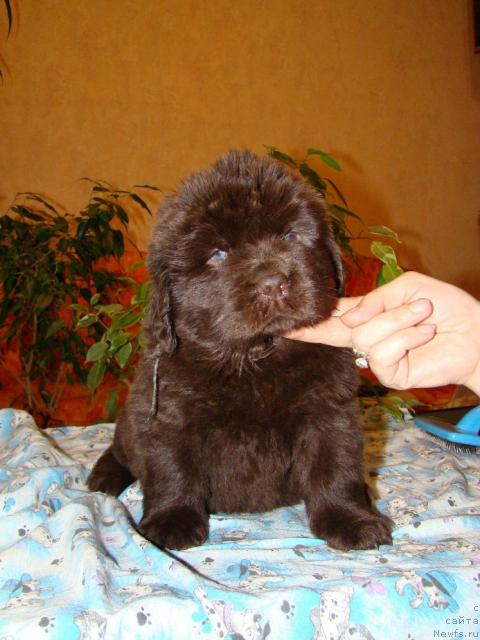 Фото: ньюфаундленд Каравэлла из Медвежьего Яра (Karavella iz Medvejyego Yara)