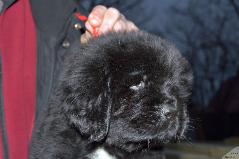 Фото: ньюфаундленд Смигар Голден Рул