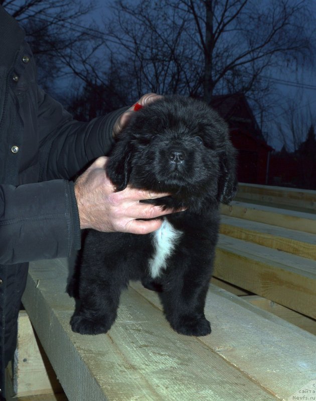 Фото: ньюфаундленд Смигар Голден Рул