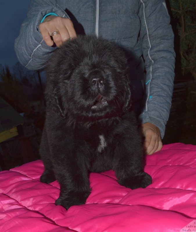 Фото: ньюфаундленд Смигар Грин Брук