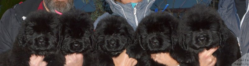 Фото: ньюфаундленд Смигар Глейд Спринг (Smigar Glade Spring), ньюфаундленд Смигар Голливуд Смайл, ньюфаундленд Смигар Голден Рул, ньюфаундленд Смигар Глен Эллен (Smigar Glen Ellen), ньюфаундленд Смигар Грейслейк (Smigar Greysleyk)