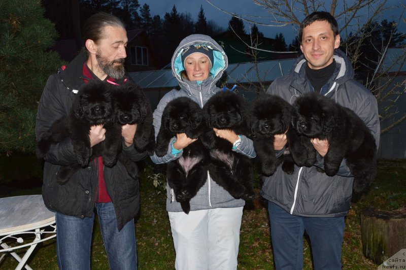 Фото: ньюфаундленд Смигар Глейд Спринг (Smigar Glade Spring), ньюфаундленд Смигар Голливуд Смайл, ньюфаундленд Смигар Голден Рул, ньюфаундленд Смигар Глен Эллен (Smigar Glen Ellen), ньюфаундленд Смигар Грейслейк (Smigar Greysleyk), ньюфаундленд Смигар Грин Брук