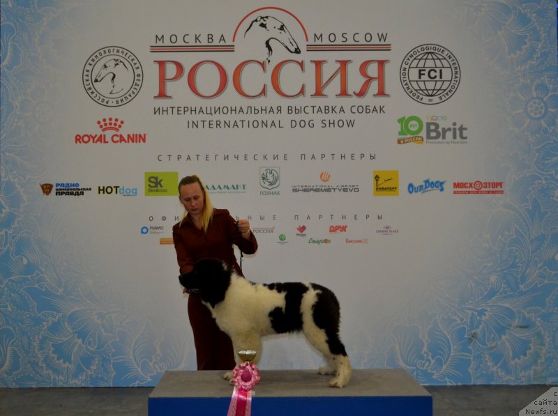 Фото: ньюфаундленд Май Френд Ньюфи Вула Великолепная