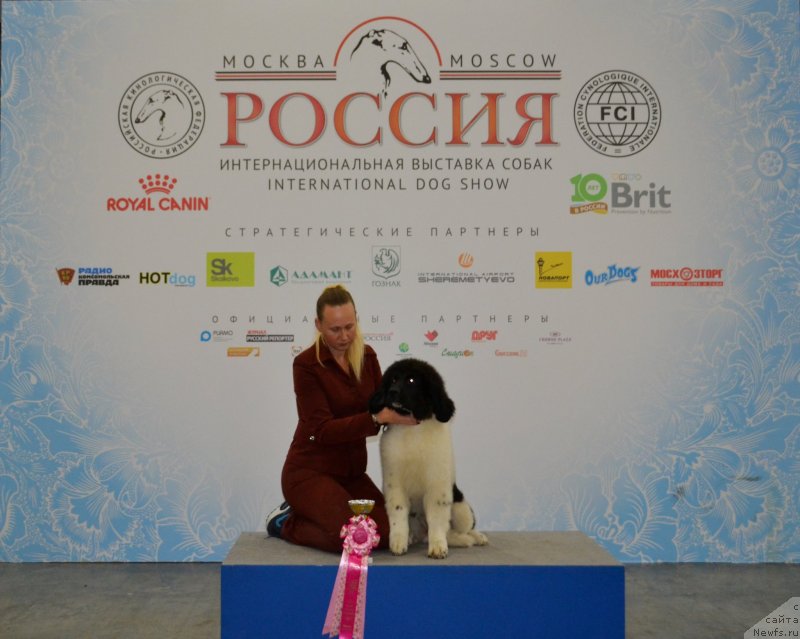 Фото: ньюфаундленд Май Френд Ньюфи Вула Великолепная