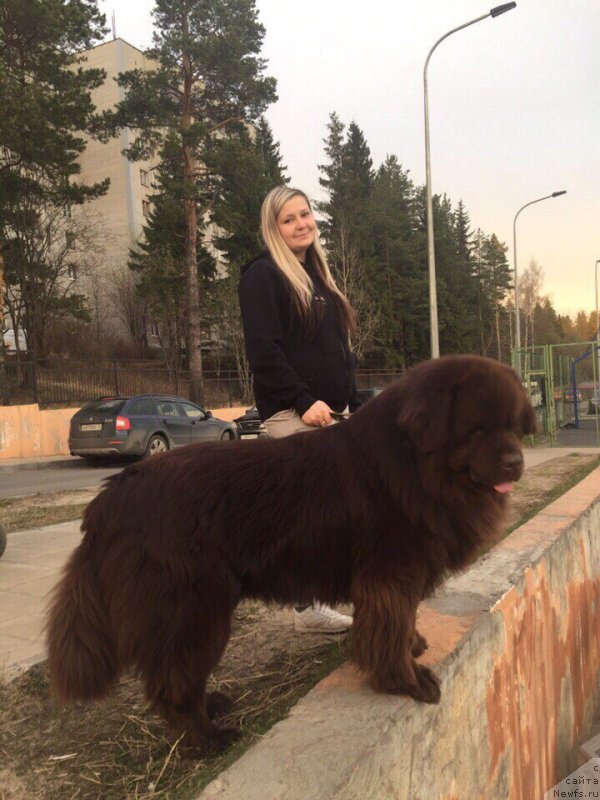 Фото: ньюфаундленд Плюшевая Панда Елоге ду Оранге (Plushevaya Panda Eloge du Orange)
