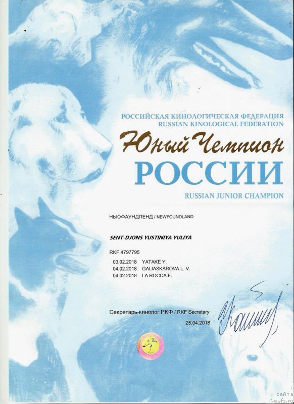 Фото: ньюфаундленд Сент Джонс Юстиния Юлия (Sent Djons Yustiniya Yuliya)