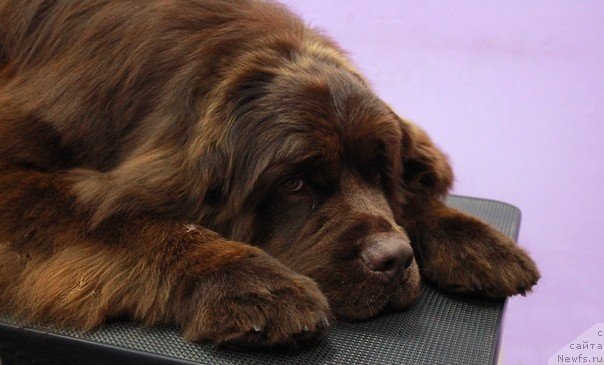 Фотография № 240330