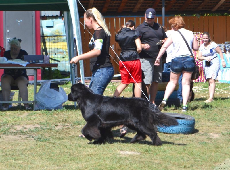 Фото: ньюфаундленд Май Френд Ньюфи Лавендэ Палм (May Frend Newfy Lavender Palm)
