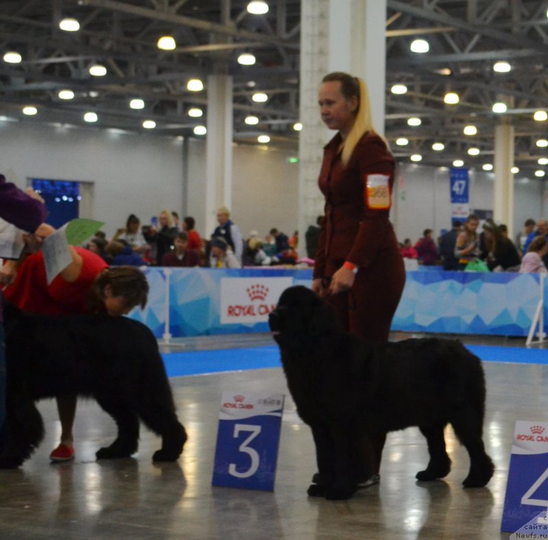 Фото: ньюфаундленд Май Френд Ньюфи Лавендэ Палм (May Frend Newfy Lavender Palm)