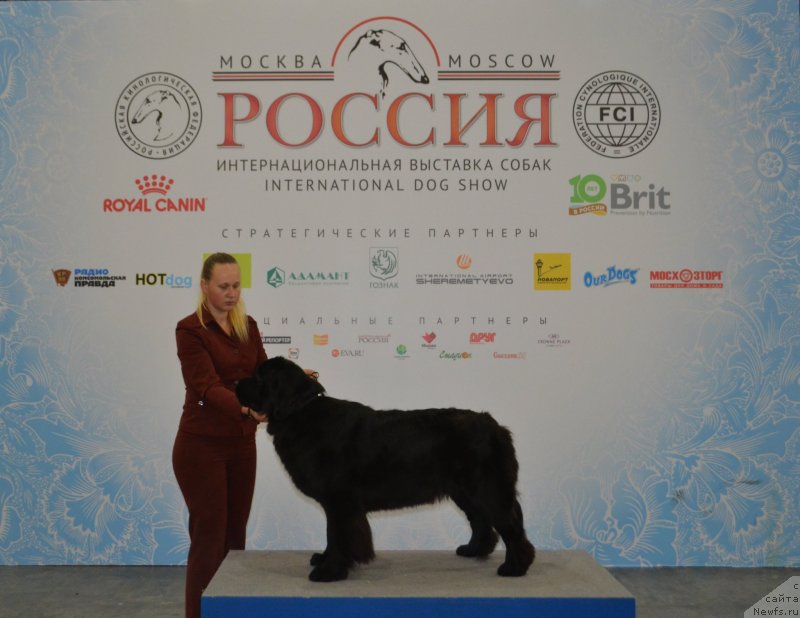 Фото: ньюфаундленд Май Френд Ньюфи Лавендэ Палм (May Frend Newfy Lavender Palm)