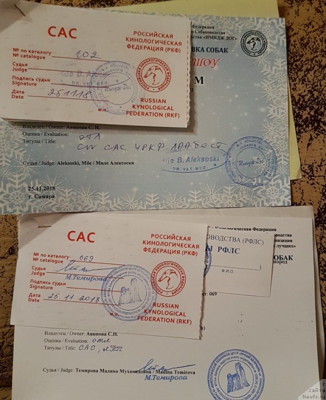 Фото: ньюфаундленд Белкондер-Клаб Ярослава