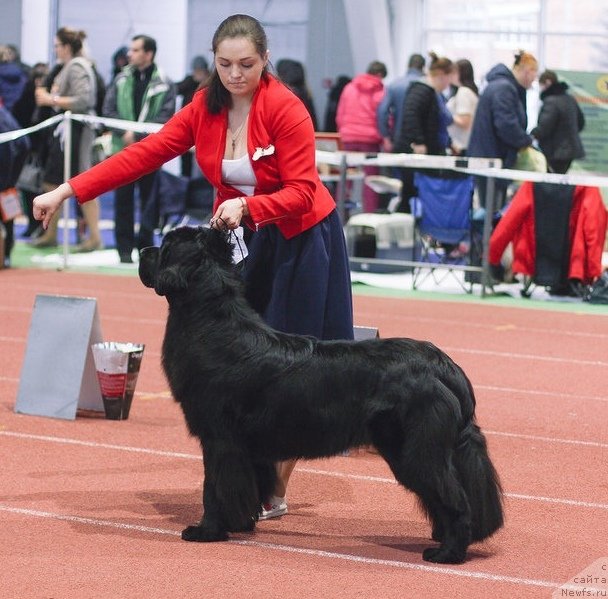 Фото: ньюфаундленд Белкондер-Клаб Ярослава