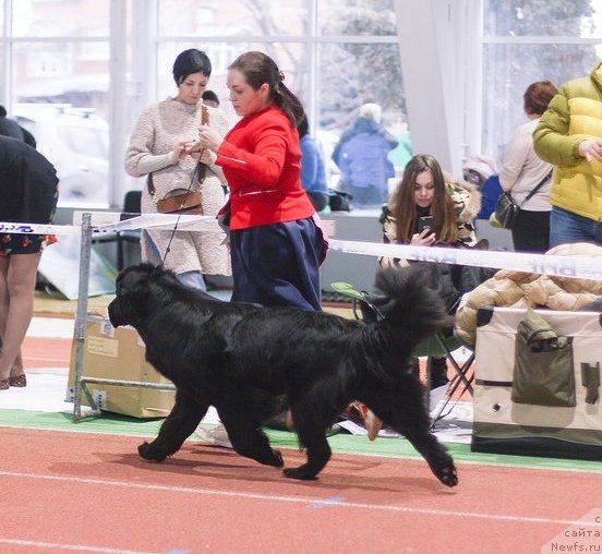 Фото: ньюфаундленд Белкондер-Клаб Ярослава