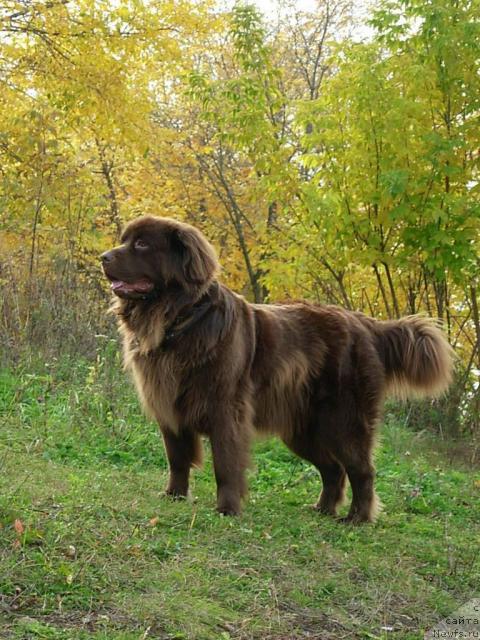 Фото: ньюфаундленд Лесная Сказка Изабелла