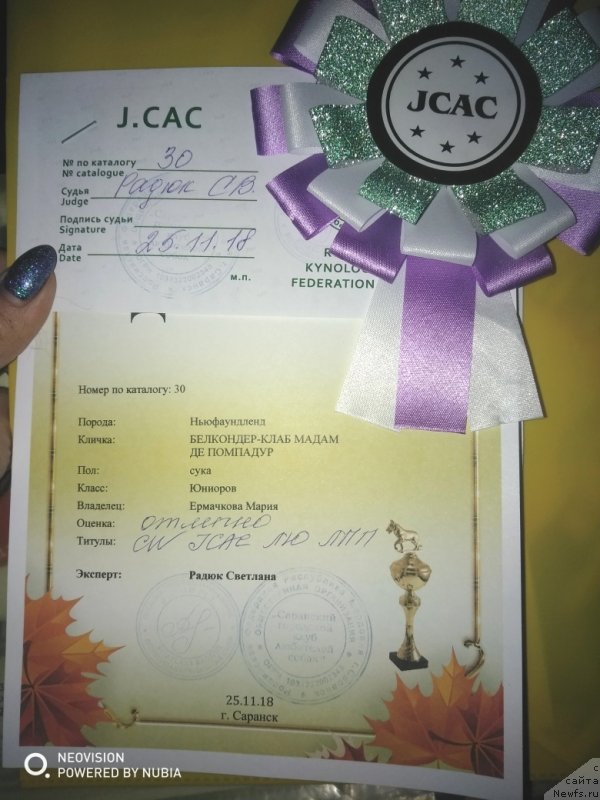 Фото: ньюфаундленд Белкондер-Клаб Мадам де Помпадур