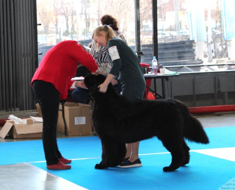 Фото: ньюфаундленд Белкондер-Клаб Монблан (Belkonder-Club Mont Blanc)