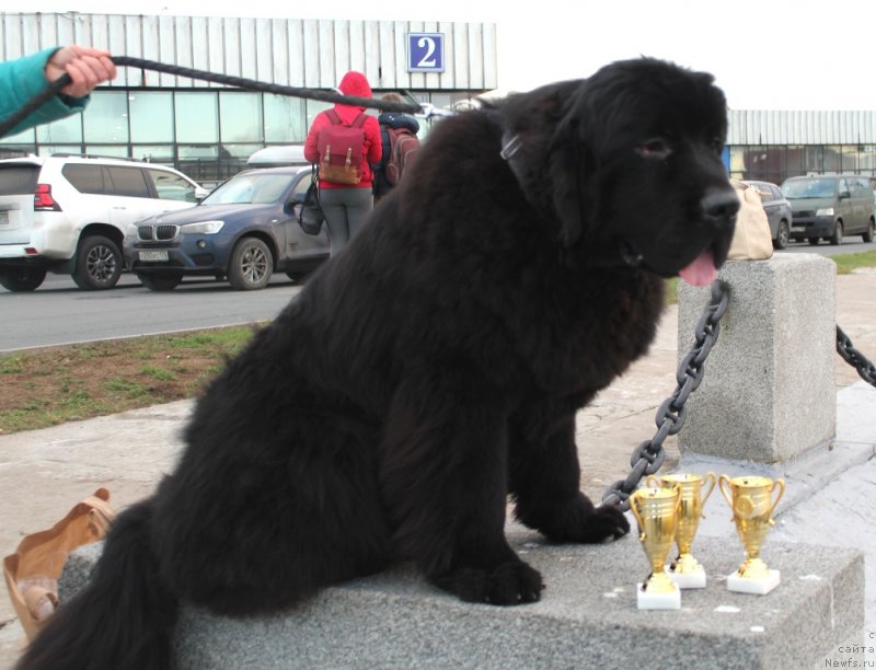 Фото: ньюфаундленд Белкондер-Клаб Монблан (Belkonder-Club Mont Blanc)