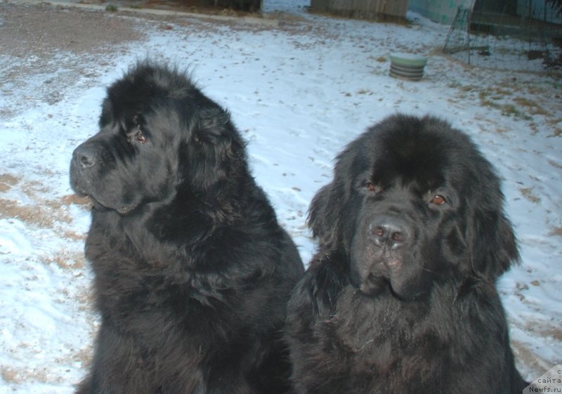 Фото: ньюфаундленд Белкондер-Клаб Богема Элеганс (Belkonder-Club Boheme Elegance), ньюфаундленд Целого Мира Мало из Аркаима (Tselogo Mira Malo iz Arkaima)
