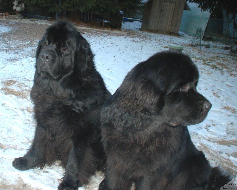 Фото: ньюфаундленд Белкондер-Клаб Богема Элеганс (Belkonder-Club Boheme Elegance), ньюфаундленд Целого Мира Мало из Аркаима (Tselogo Mira Malo iz Arkaima)