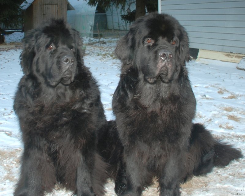 Фото: ньюфаундленд Белкондер-Клаб Богема Элеганс (Belkonder-Club Boheme Elegance), ньюфаундленд Целого Мира Мало из Аркаима (Tselogo Mira Malo iz Arkaima)