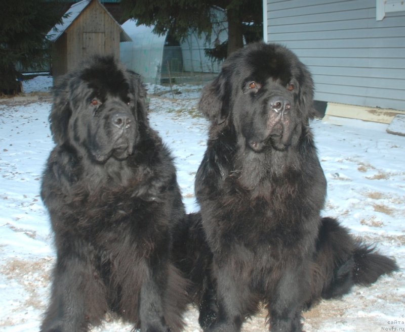 Фото: ньюфаундленд Белкондер-Клаб Богема Элеганс (Belkonder-Club Boheme Elegance), ньюфаундленд Целого Мира Мало из Аркаима (Tselogo Mira Malo iz Arkaima)