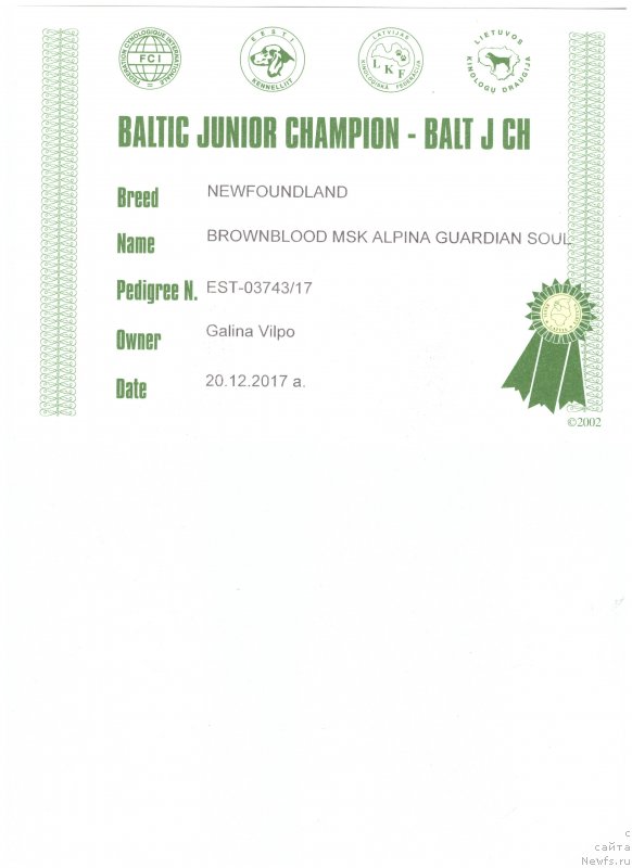 Фото: ньюфаундленд Браунблад МСК Альпина Гуардиан Соул (Brownblood MSK Alpina Guardian Soul)
