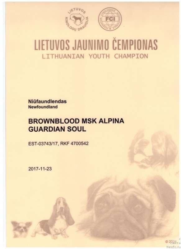 Фото: ньюфаундленд Браунблад МСК Альпина Гуардиан Соул (Brownblood MSK Alpina Guardian Soul)