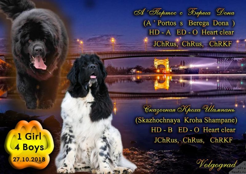 Фото: ньюфаундленд Сказочная Кроха Шампань