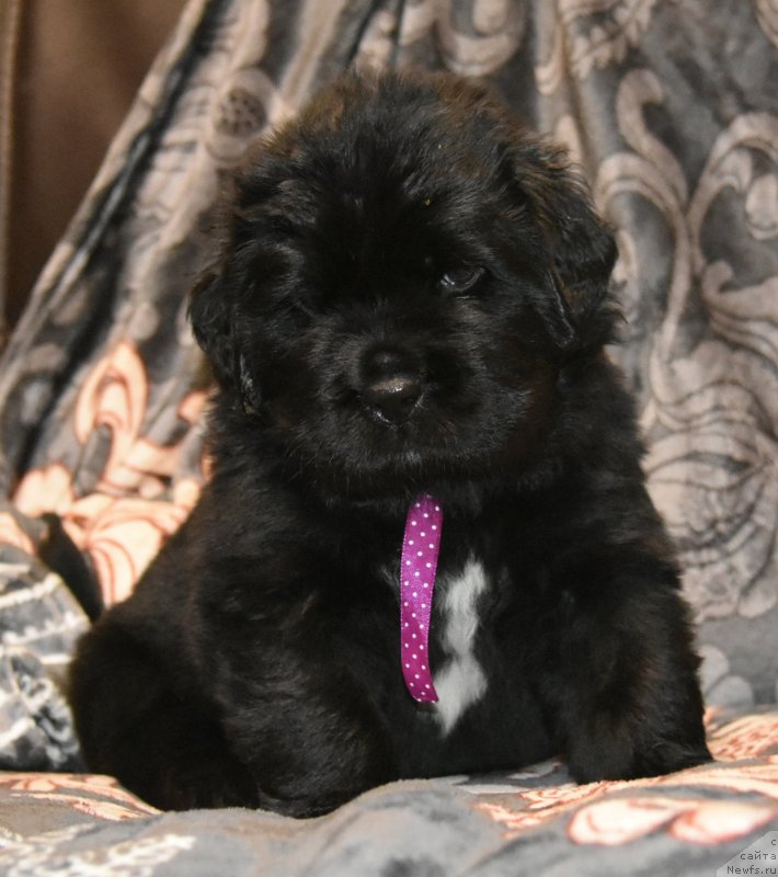 Фото: ньюфаундленд Сказочная Кроха Шампань
