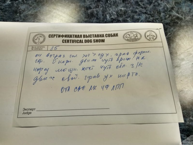 Фото: ньюфаундленд Перун из Антаграда (Perun is Antagrada)