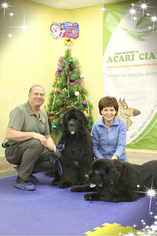 Фото: Павел Савенко, ньюфаундленд Смигар Танго ин зе Найт (Smigar Tango in the Night), Ирина Савенко, ньюфаундленд Fallin Love With Me Midnight Bear
