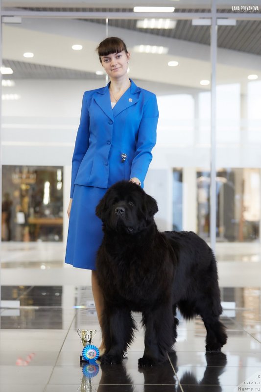 Фото: ньюфаундленд Моя Стихия Лорейн Дитрих (Moya Stikhiya Loreyn Ditrix)