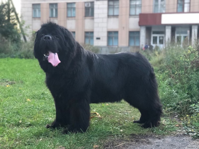 Фото: ньюфаундленд Блэк Квин Борн ту Вин (Black Queen Born to Win)