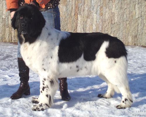 Фото: ньюфаундленд Don't Worry Be Happy de L'Etoile de Cyrice